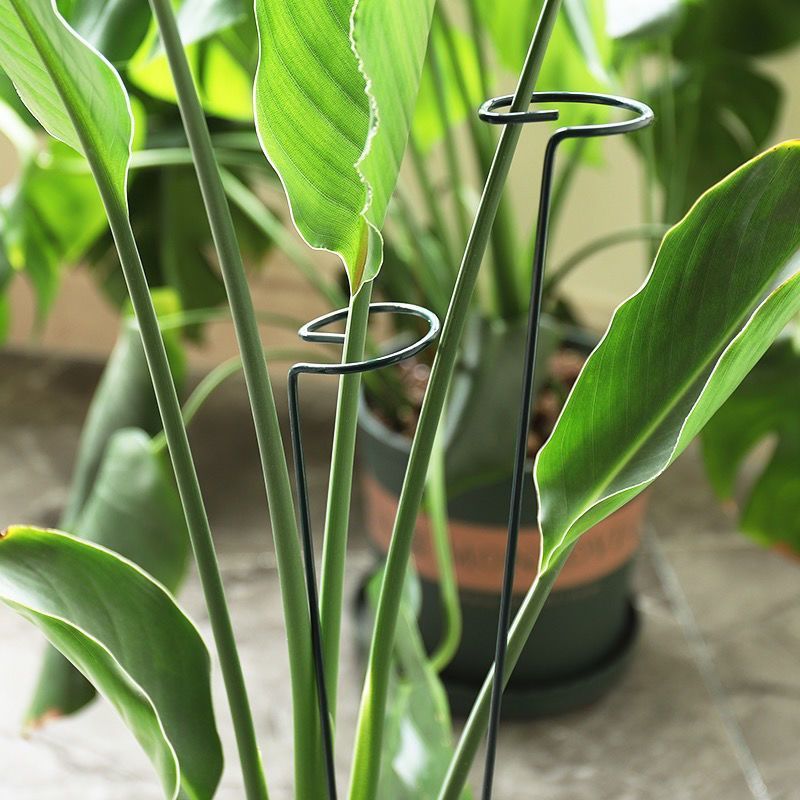 1/10 Buah Cincin Tiang Penyang - Gardening Tools For Vines ulasan dan harga