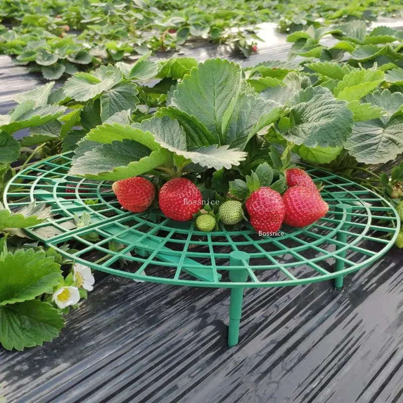 1 Buah Rak Penyangga Tanaman S - Gardening Tools For Vines ulasan dan harga