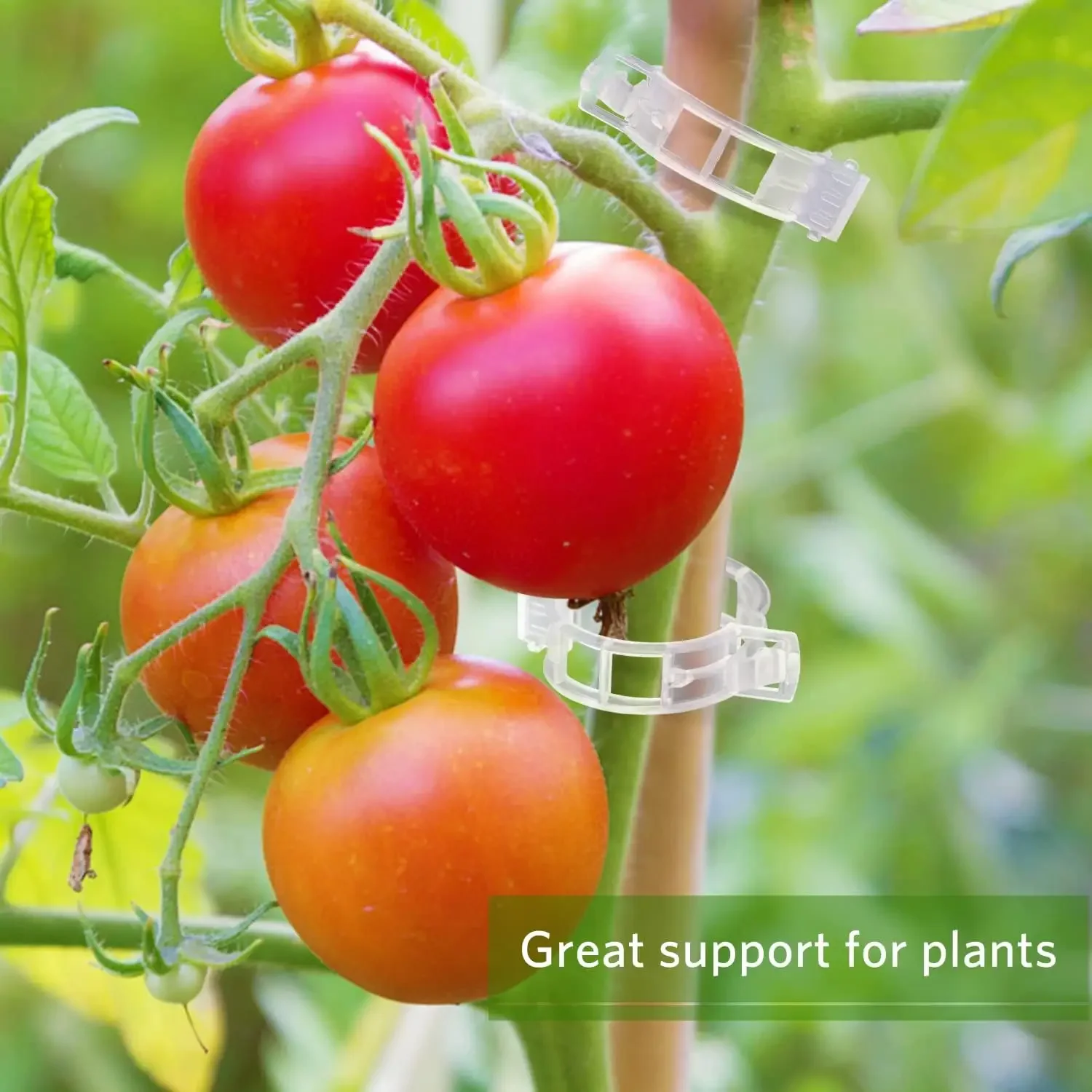 Klip Penyangga Tanaman Plastik - Gardening Tools For Vines ulasan dan harga